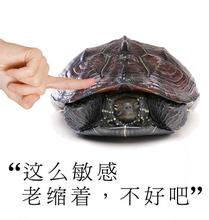 龟头敏感是怎么回事